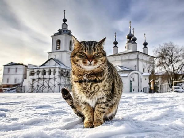 Умирающий кот пришел в храм: что же сделал священник