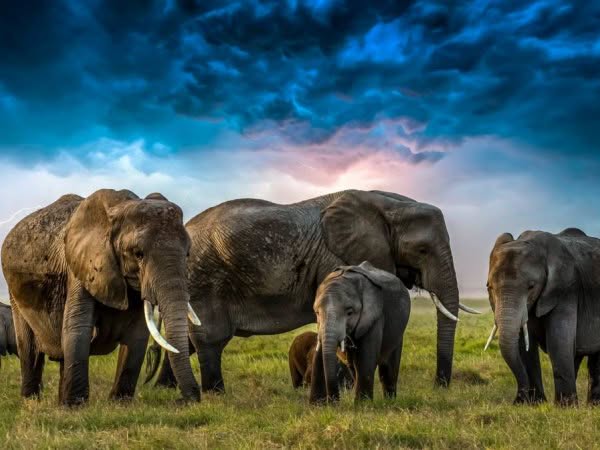 Ученые выяснили, что слоны  хоронят своих детеныш