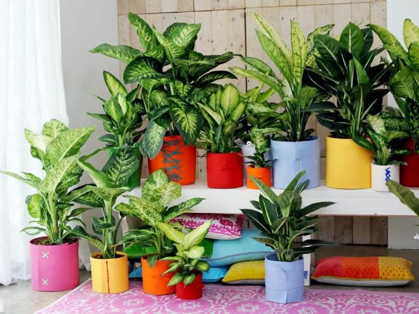 10 ядовитых комнатных растений, которые запрещено держать дома
