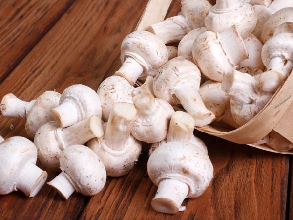 Ученые заявили о противораковых свойствах в белых грибах 