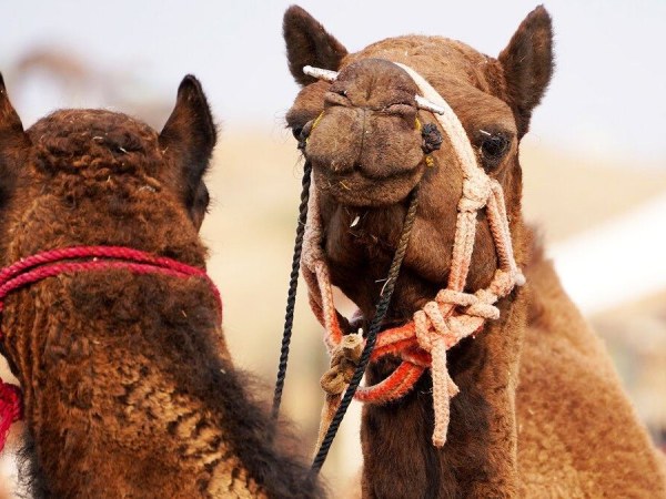 Зачем бедуины кормят верблюдов ядовитыми змеями